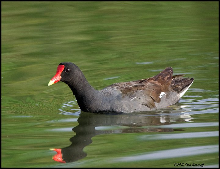 _0SB3088 common moorhen.jpg